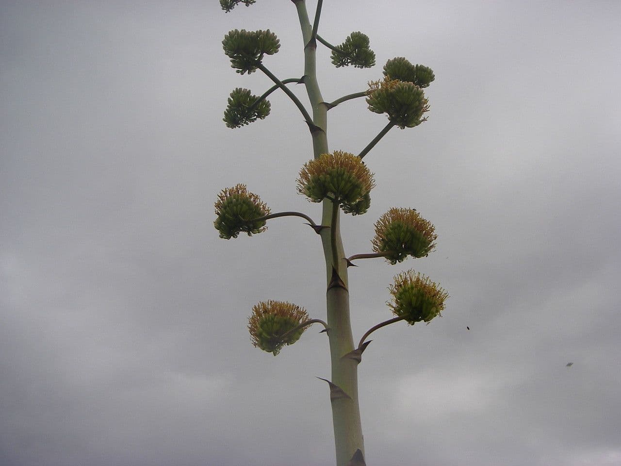 Agave