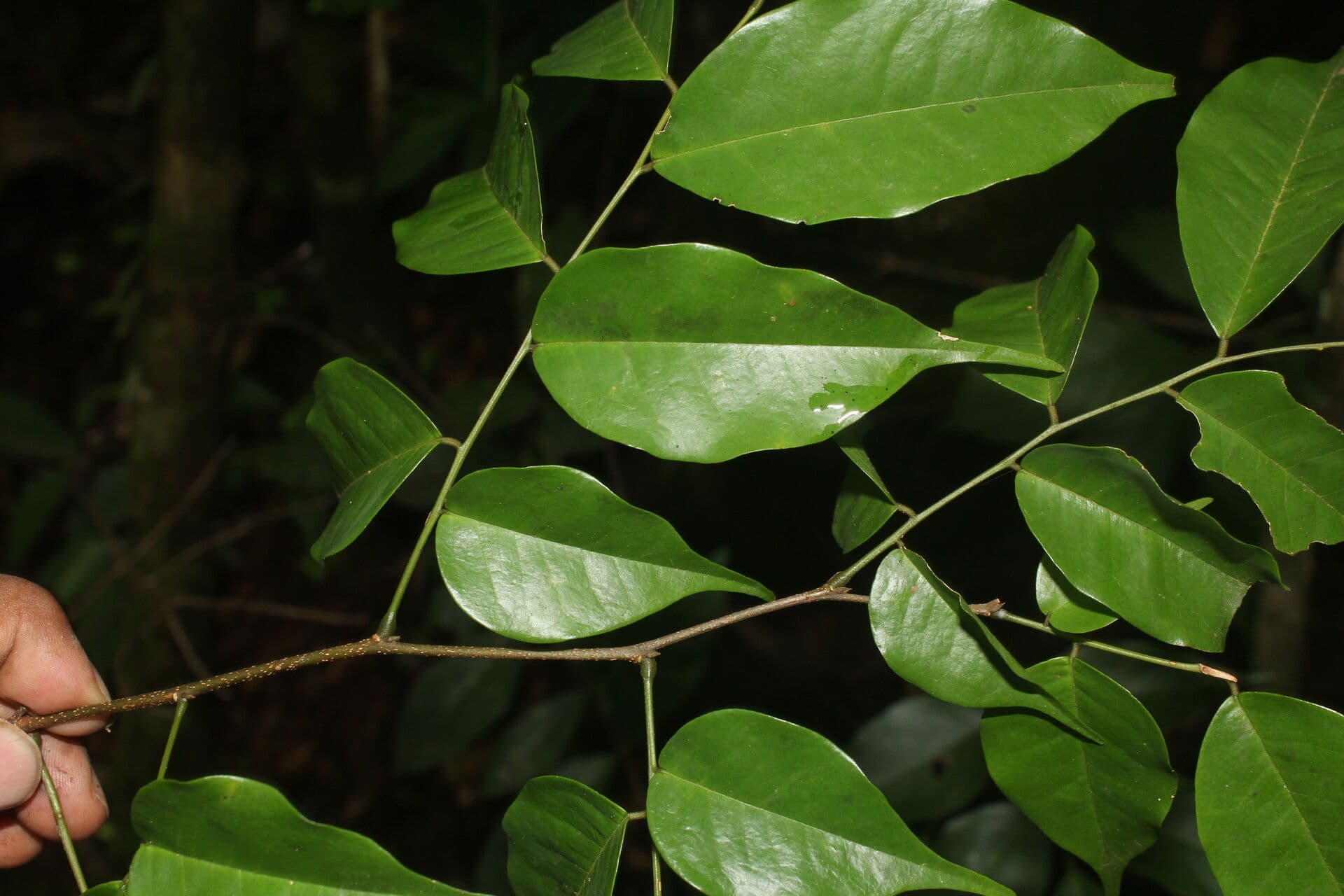 Dialium guianense 7