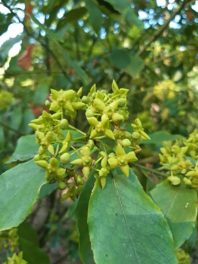 Euonymus myrianthus 7