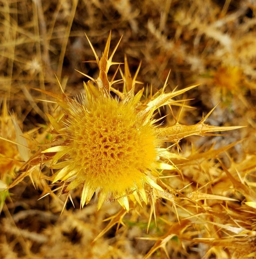 Carlina corimbosa 21