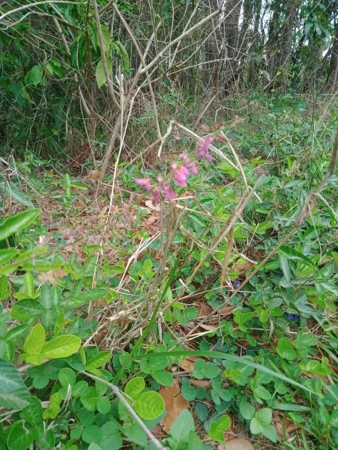 Desmodium 9