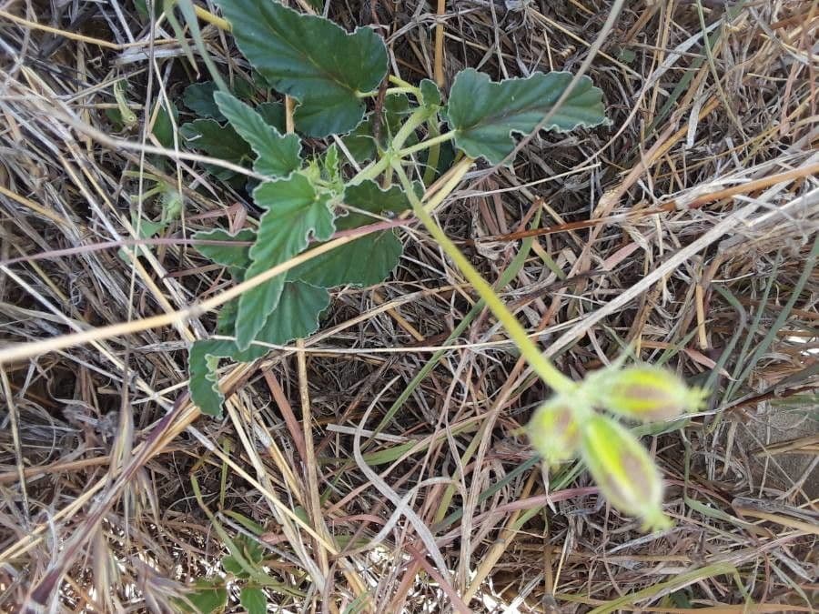Monsonia 19
