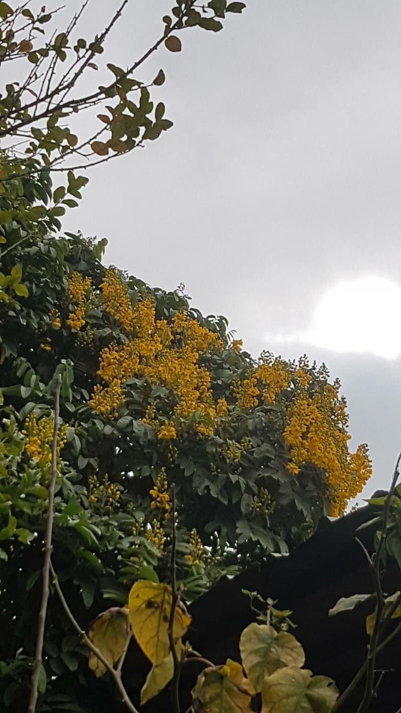 Senna viarum 3