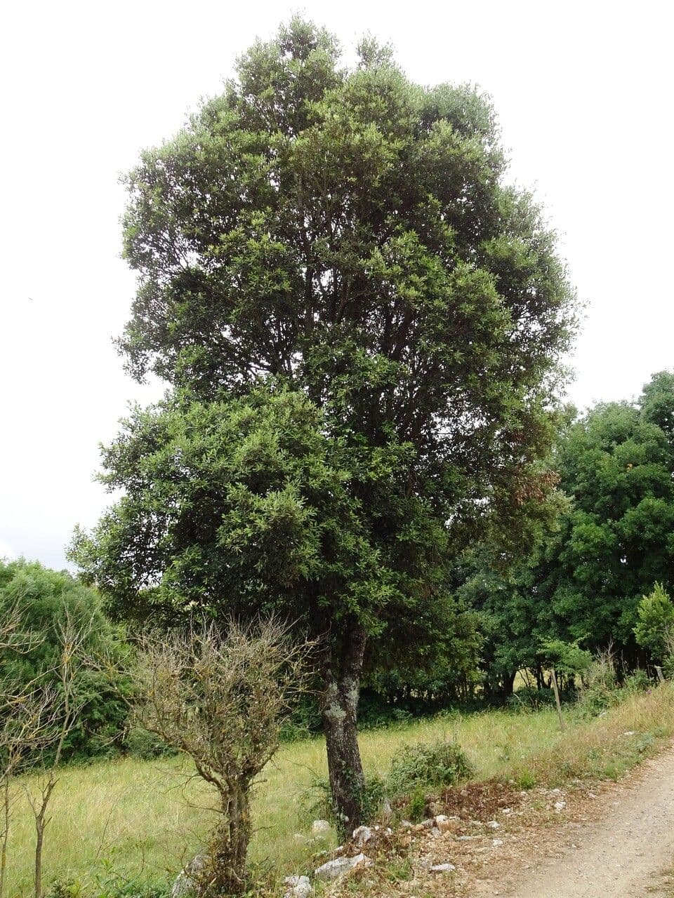 Stein-Eiche 12