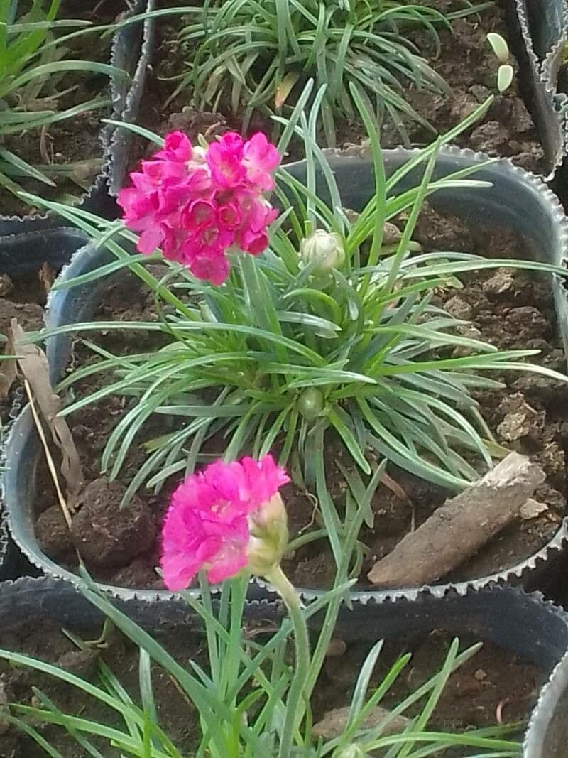 Armeria 14