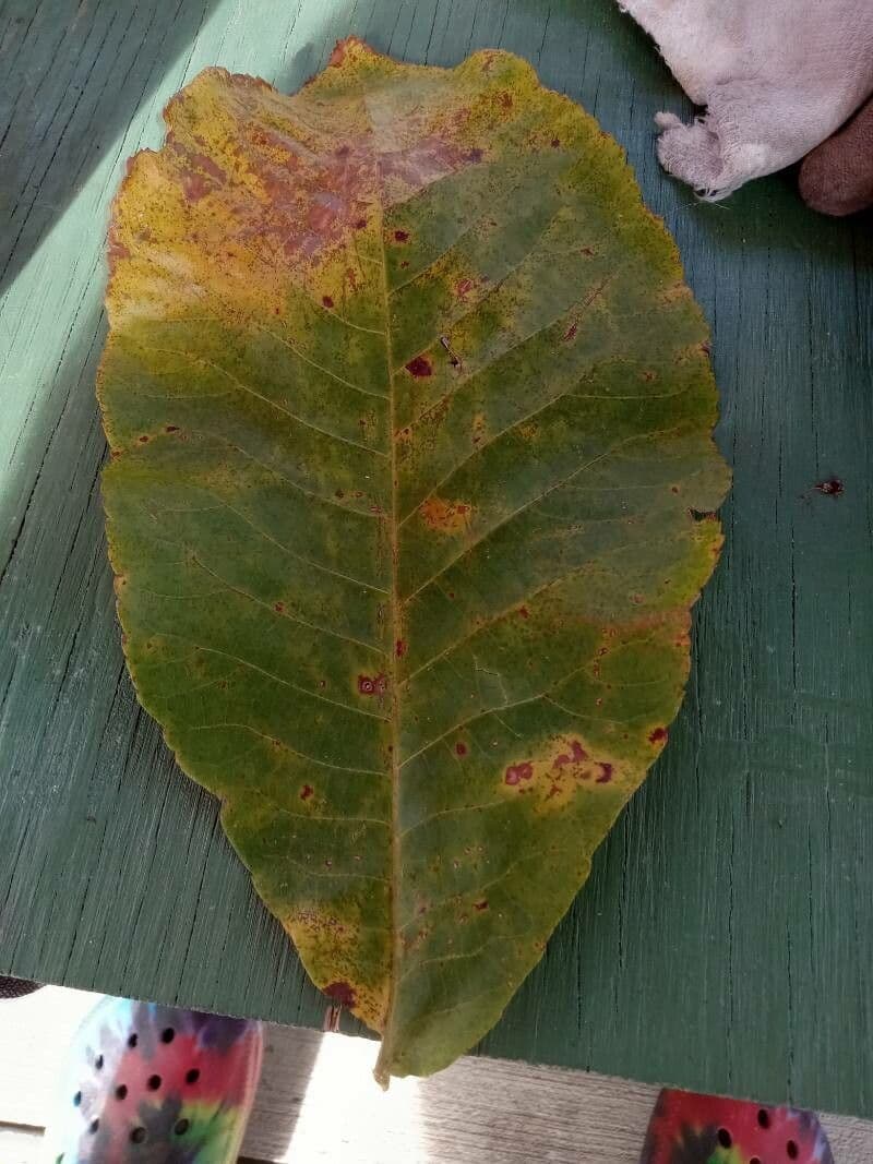 Carya ovata 18
