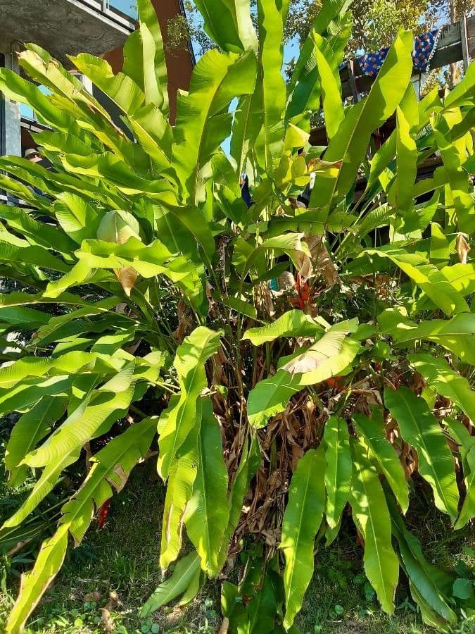Fiore pappagallo 13