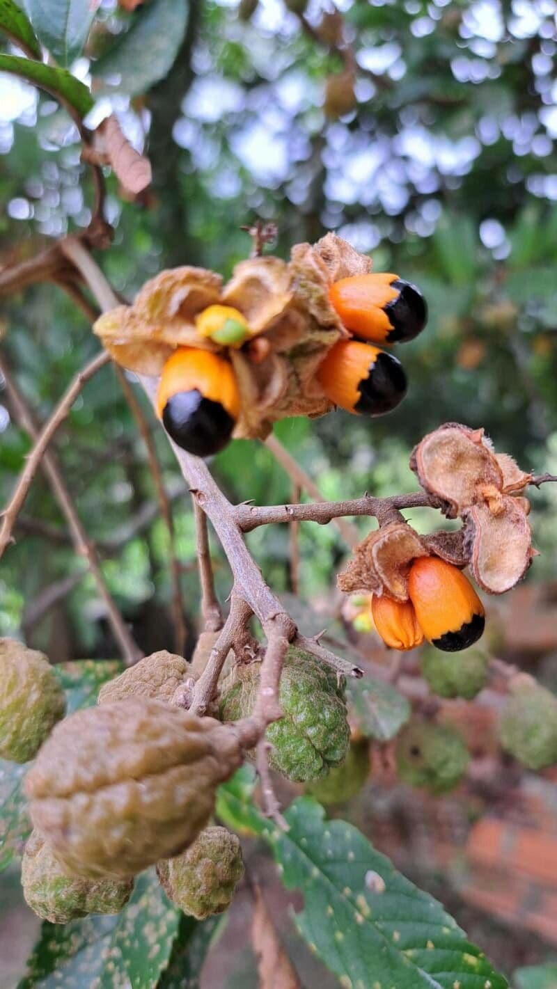 Cupania 4