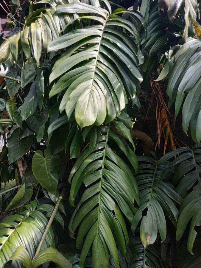 Rhaphidophora 11