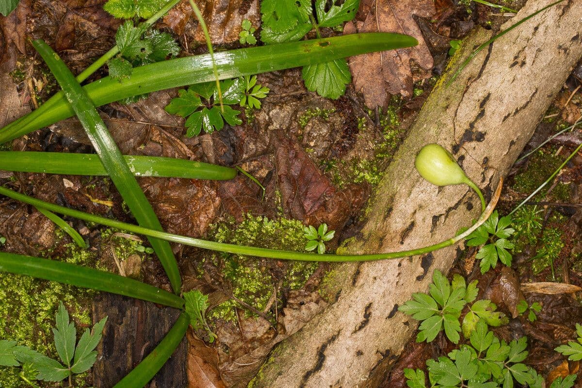 Märzenbecher 21