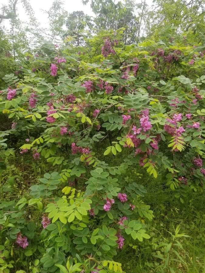 Robinia ispida 13