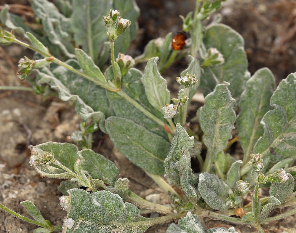 Eriogonum 4