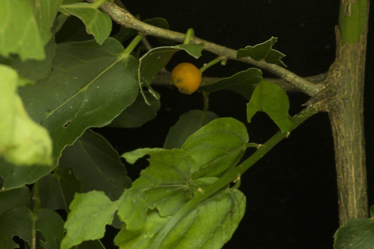 Celtis iguanaea 2