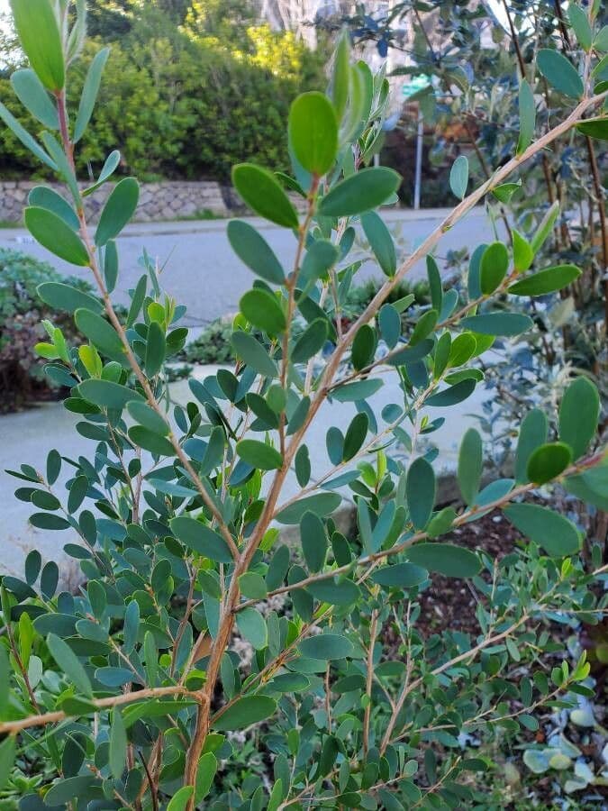 Leptospermum laevigatum 14