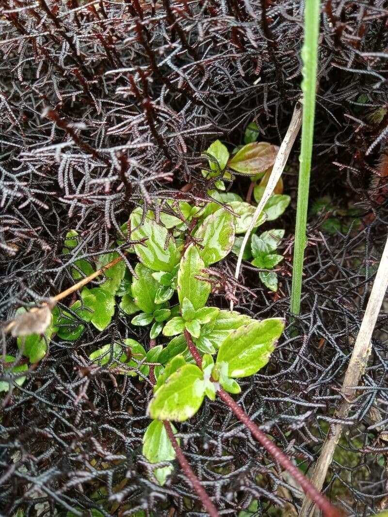 Ageratina 3