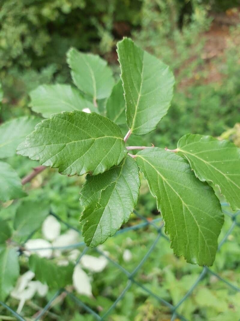 Berg-Brombeere 15