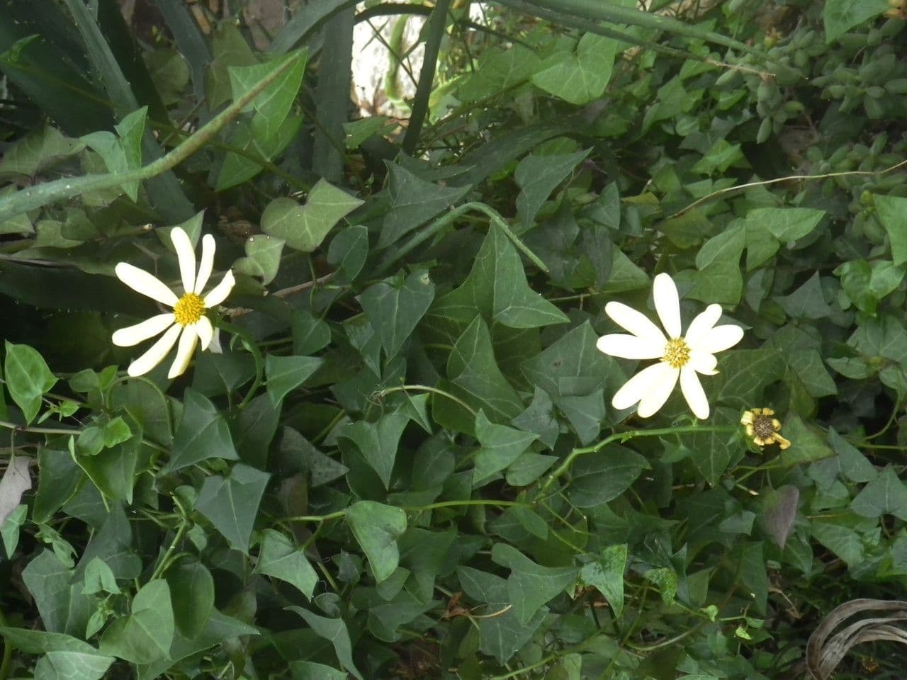 Senecio 7