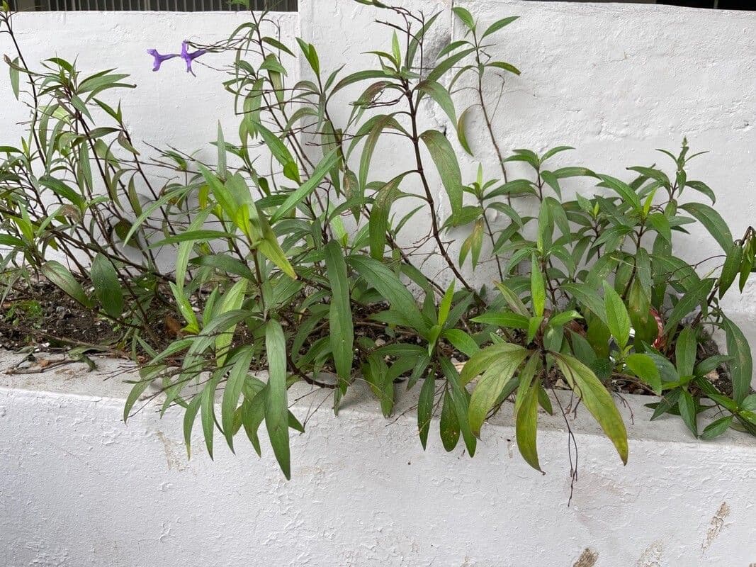 Ruellia simplex 16