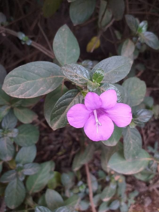 Barleria 8