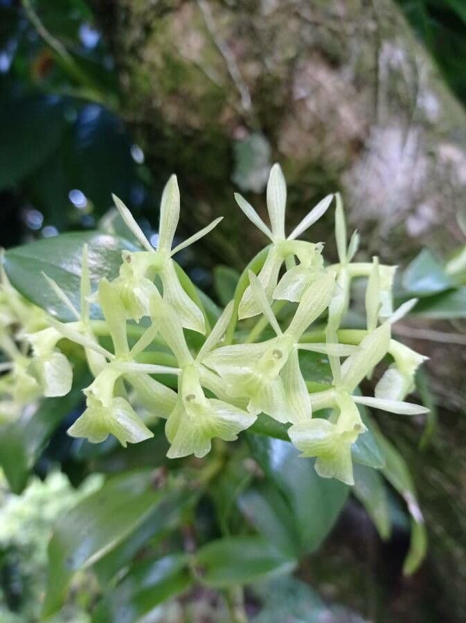 Epidendrum dáždnikový 3