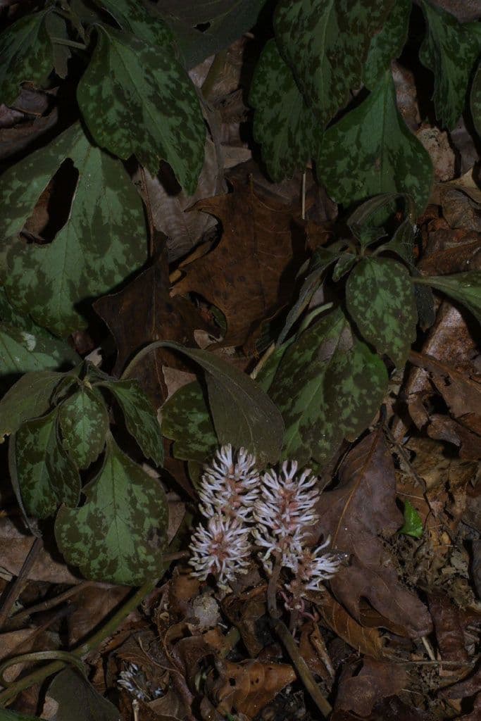 Pachysandra procumbens 10