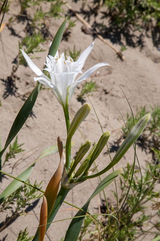 Pankracjum nadmorskie 23