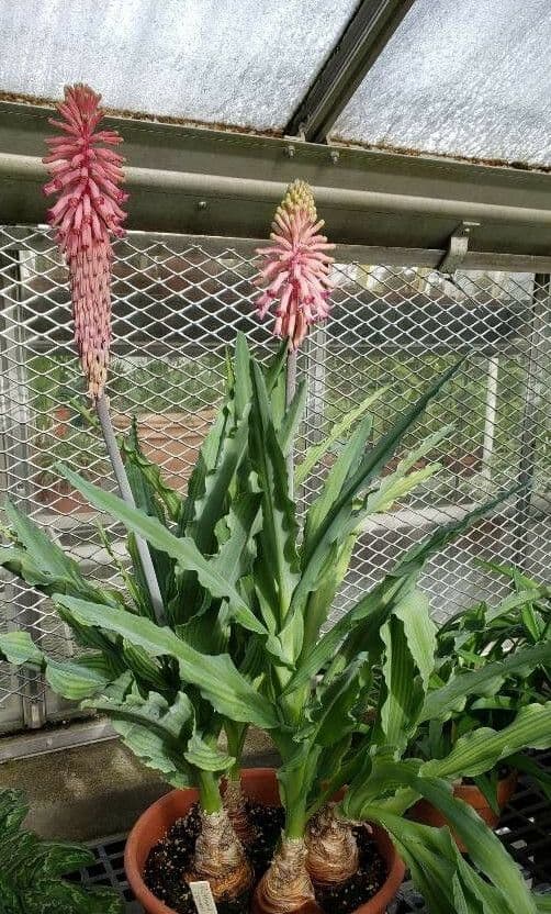 Veltheimia 5