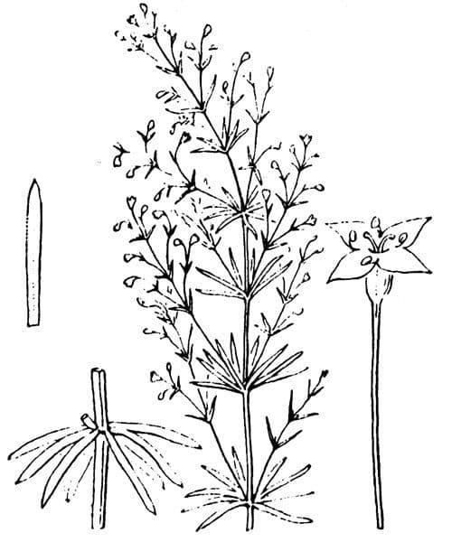Asperula purpurea 19