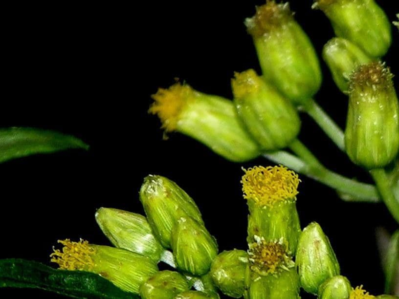 Schistocarpha 2