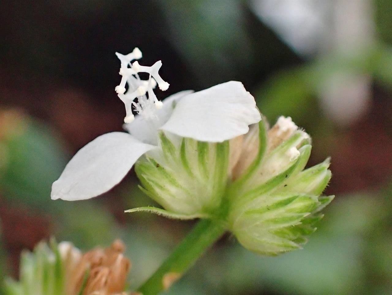 Callisia 4