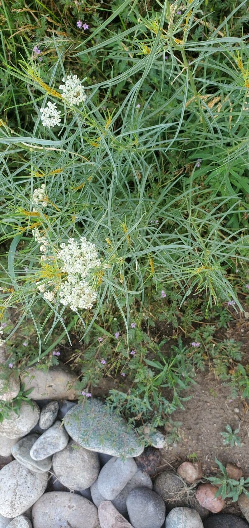 Asclepias verticillata 8