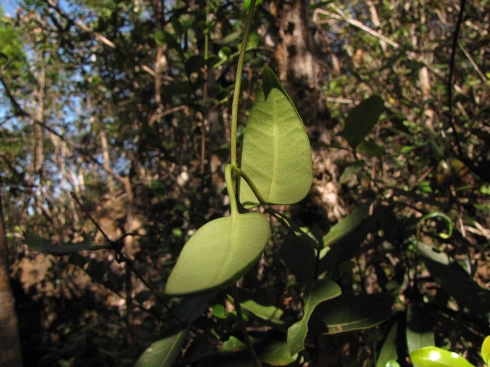 Parsonsia