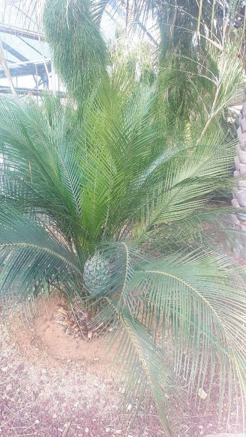 Macrozamia 2