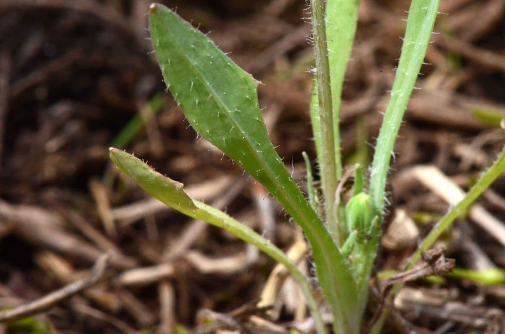 Krigia dandelion 19