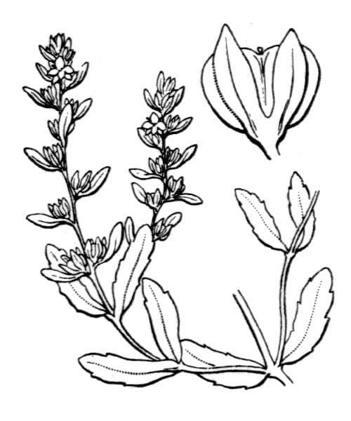 Veronica forestiera 28