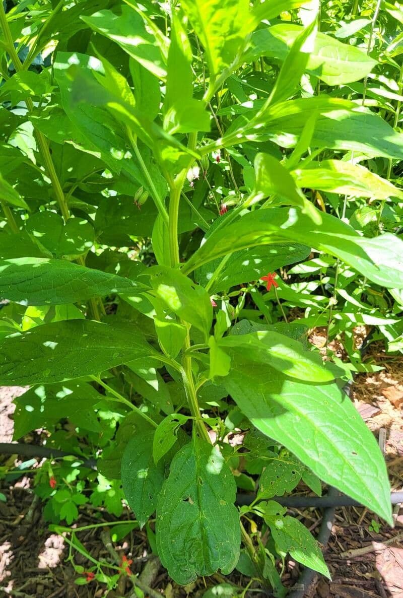 Hackelia virginiana 22