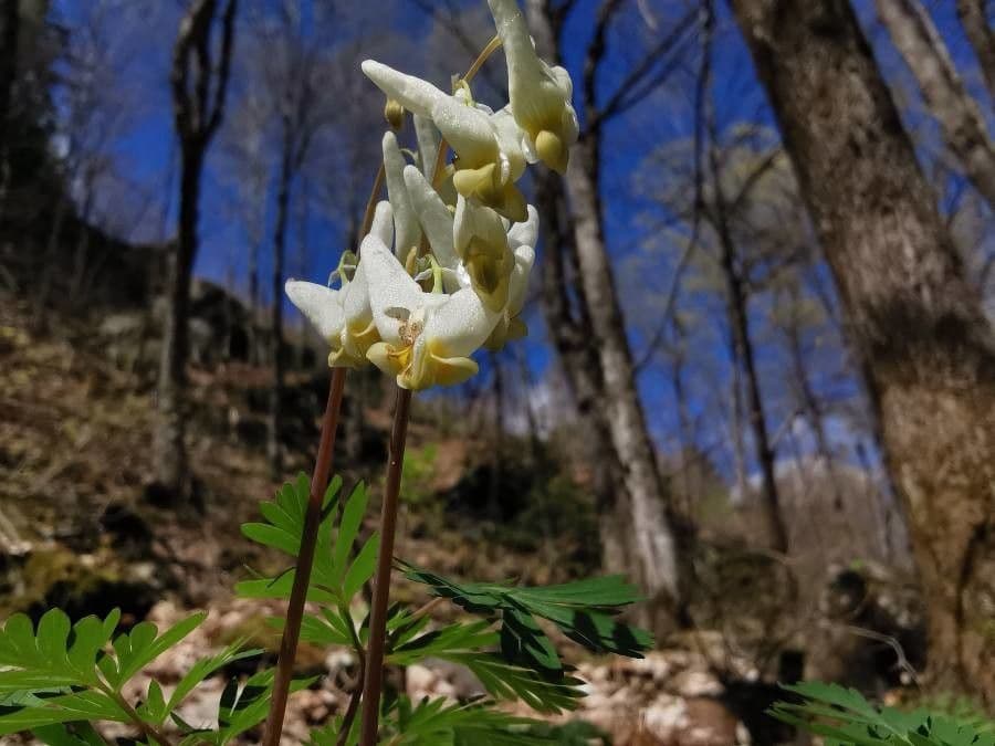Dicentra de capucha 3