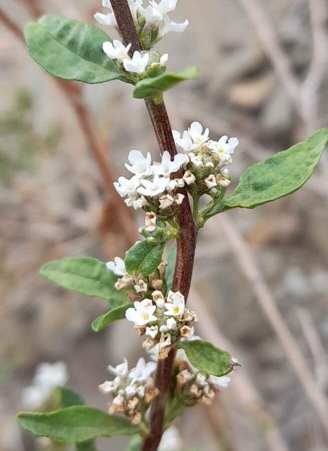 Fuchsienstrauch 3