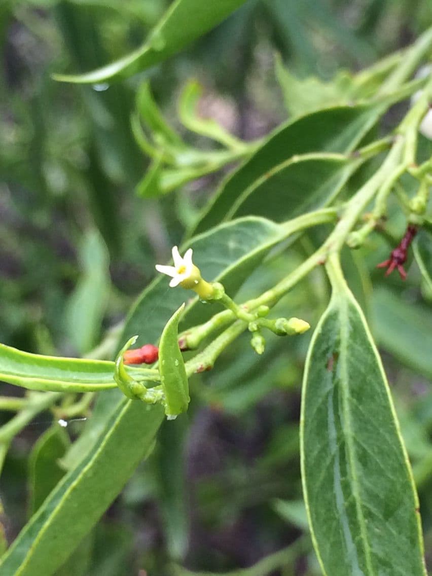 Vallesia 4