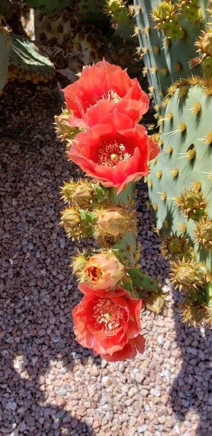 Chenille prickly-pear 2