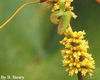 Cuscuta