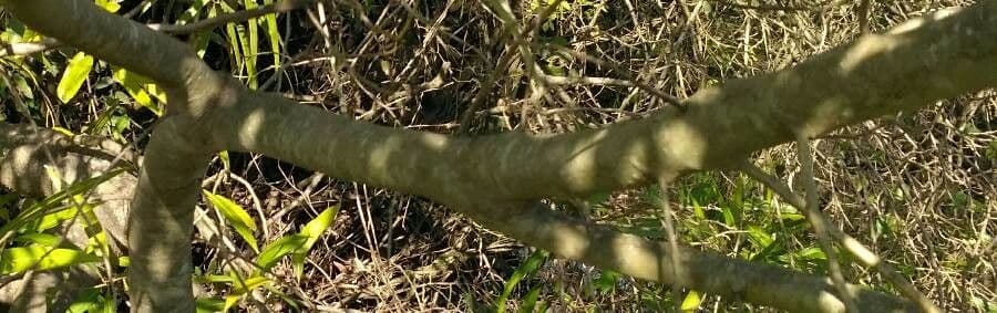 Nectandra angustifolia 12