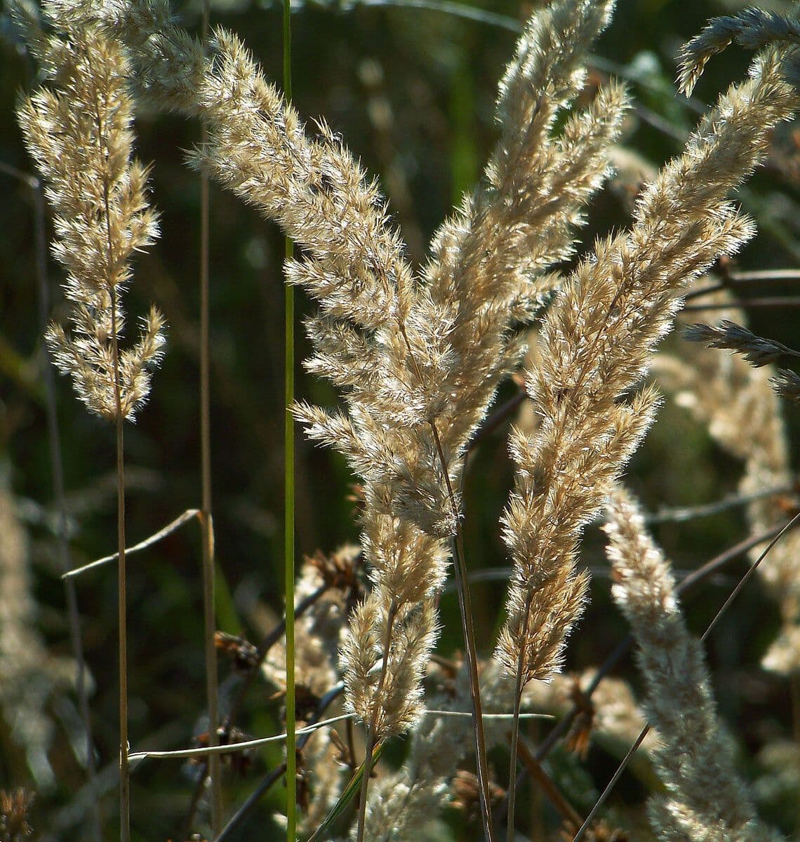 Třtina křovištní 4