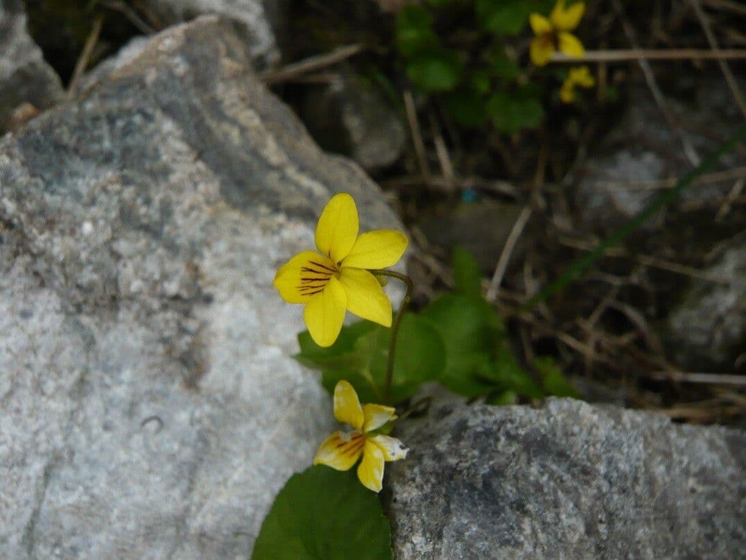 Viola biflora 28
