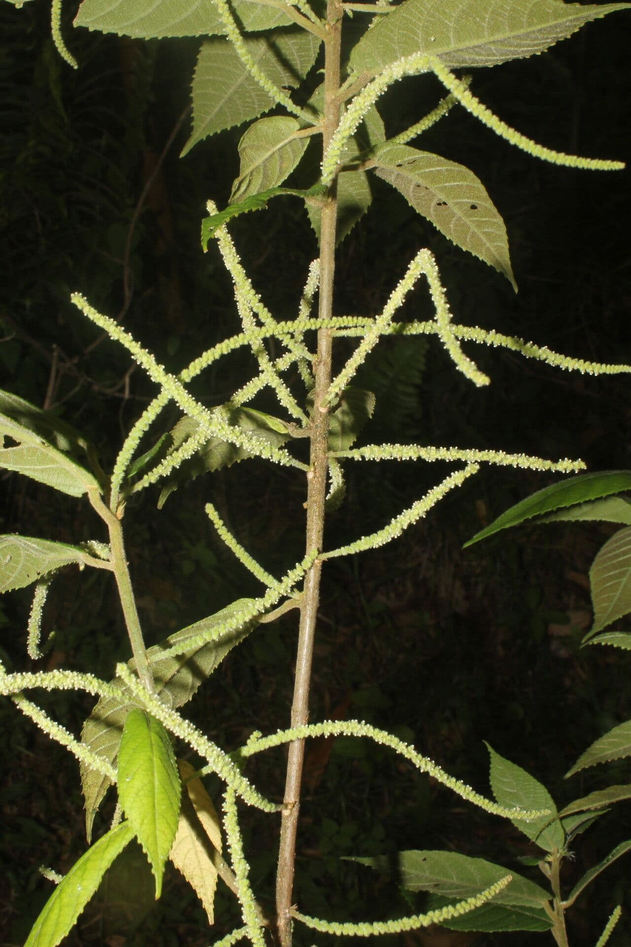 Acalifa 6
