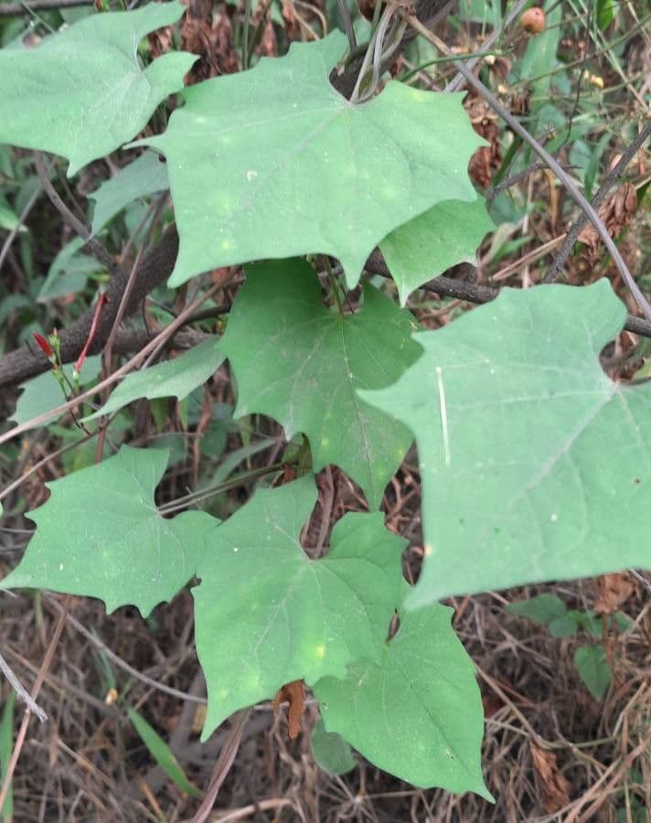 Ipomoea hederifolia 18