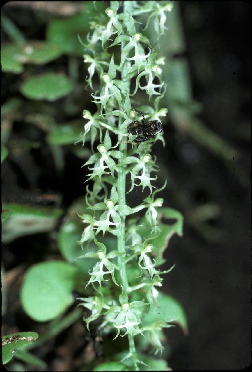 Cryptarrhena guatemalská 5