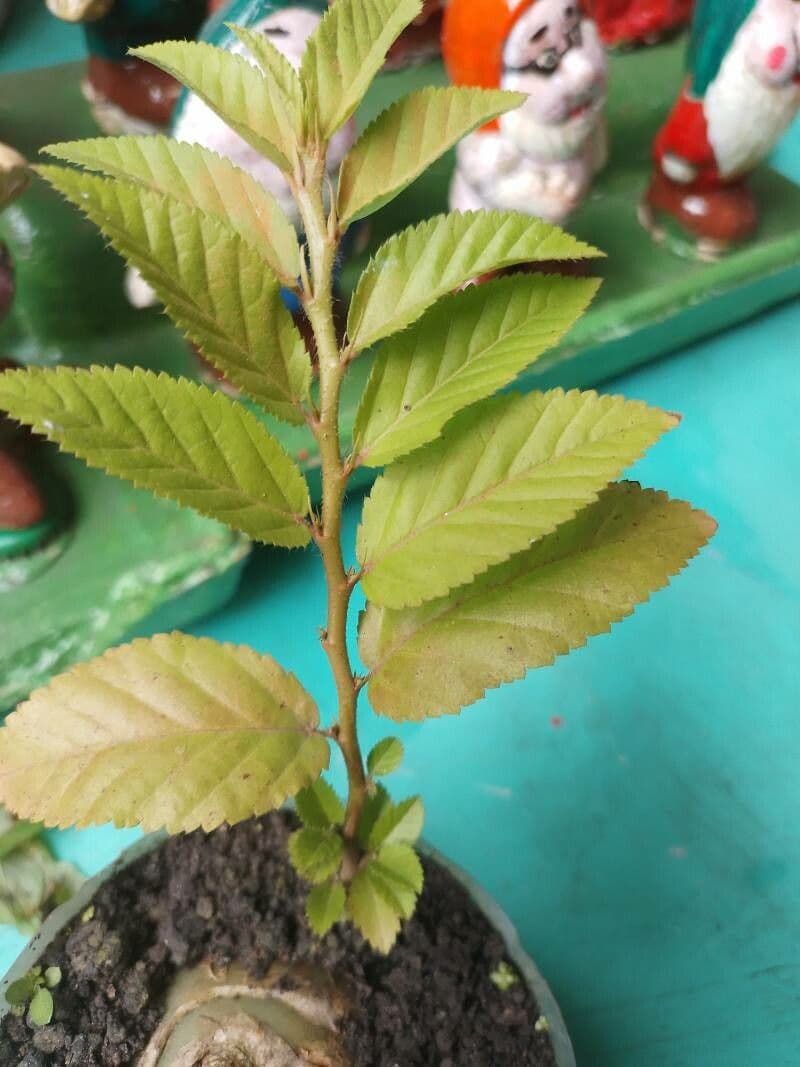 Olmo siberiano 2