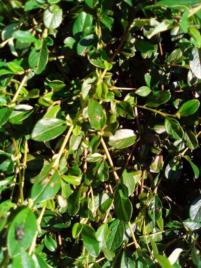 Cotoneaster de hoja entera 16