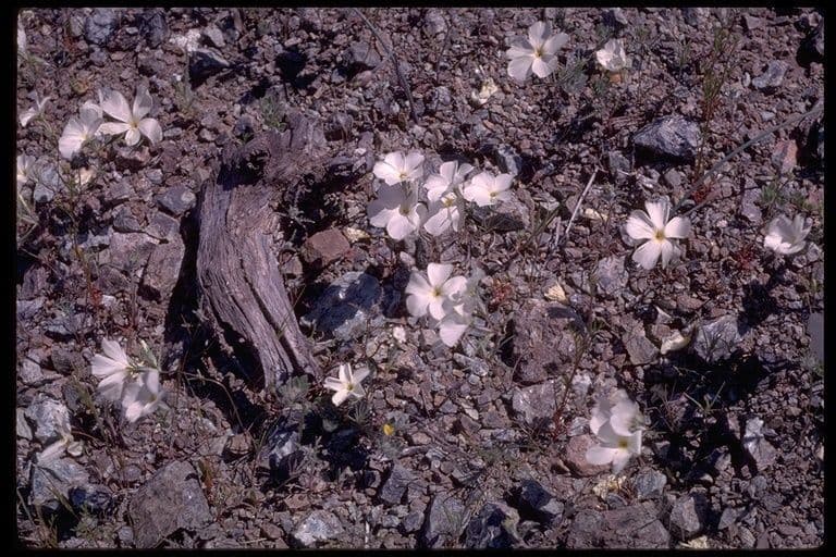 Linanthus 13